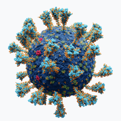 External structure of SARS-CoV-2 virion.