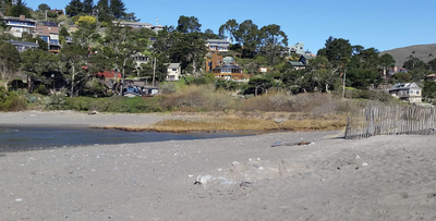Muir Beach's sandy shoreline and tidal creek, framed by dried grasses and coastal shrubs, with hillside homes and pine trees overlooking the water under a clear blue sky.