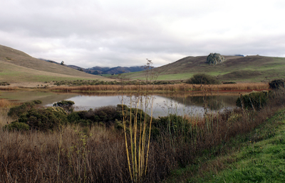 A calm reservoir surrounded by golden grassy hills and marshland vegetation under an overcast sky.
