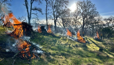 Piles of vegetation burn on a grassy, oak-dotted hillside during a prescribed fire, with smoke rising against a clear blue sky.