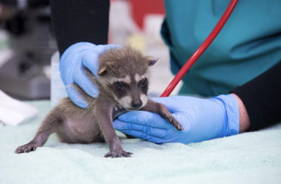 A veterinary worker in blue gloves examines a young raccoon on an exam table, gently holding its head while a red medical tube is nearby.