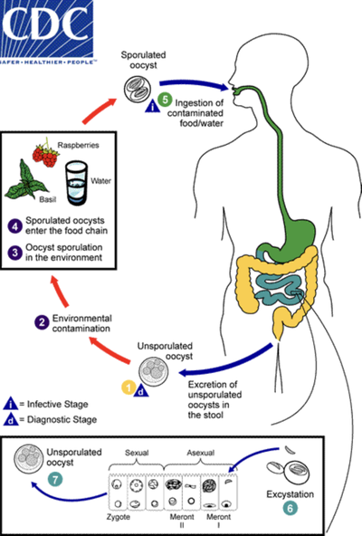 CDC diagram illustrating the Cyclospora life cycle